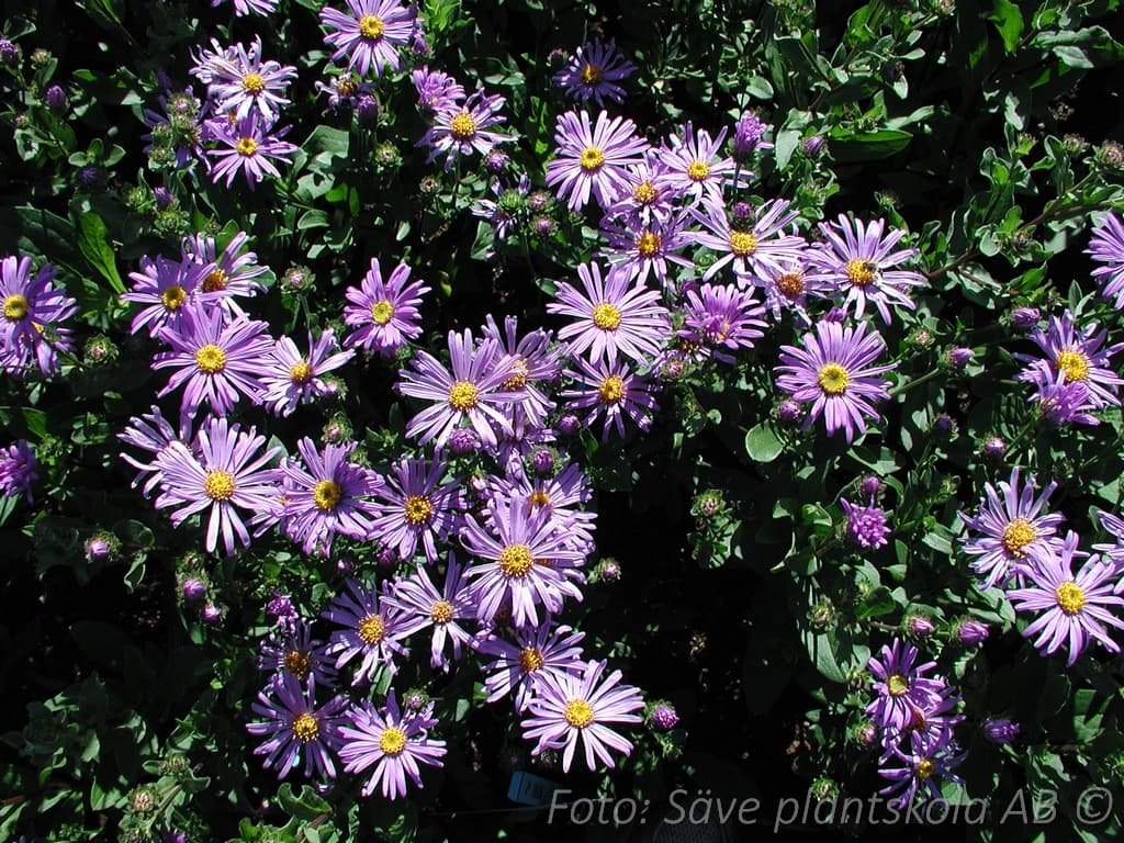 Aster amellus 'King George'