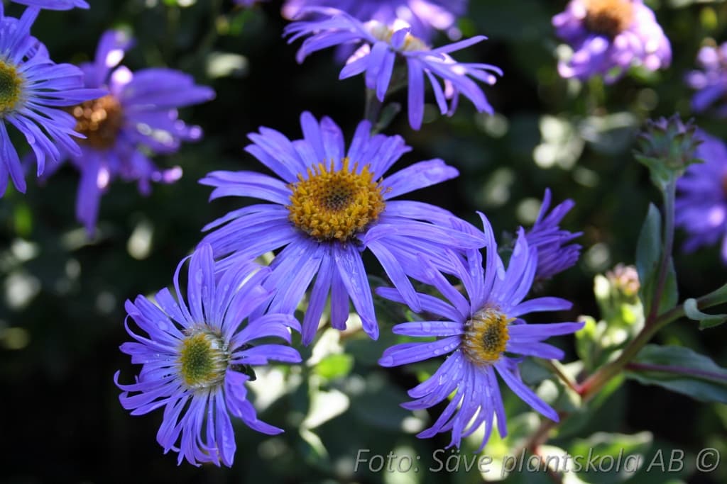 Aster amellus 'Rudolf Goethe'