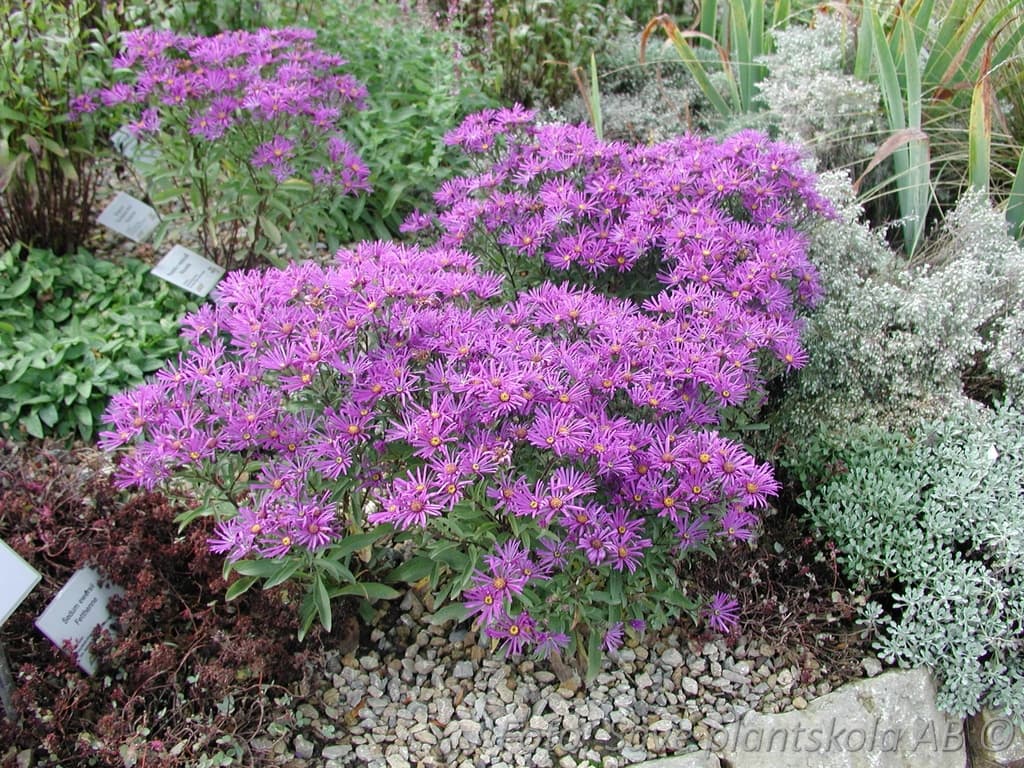 Aster amellus 'Veilchenkönigin'