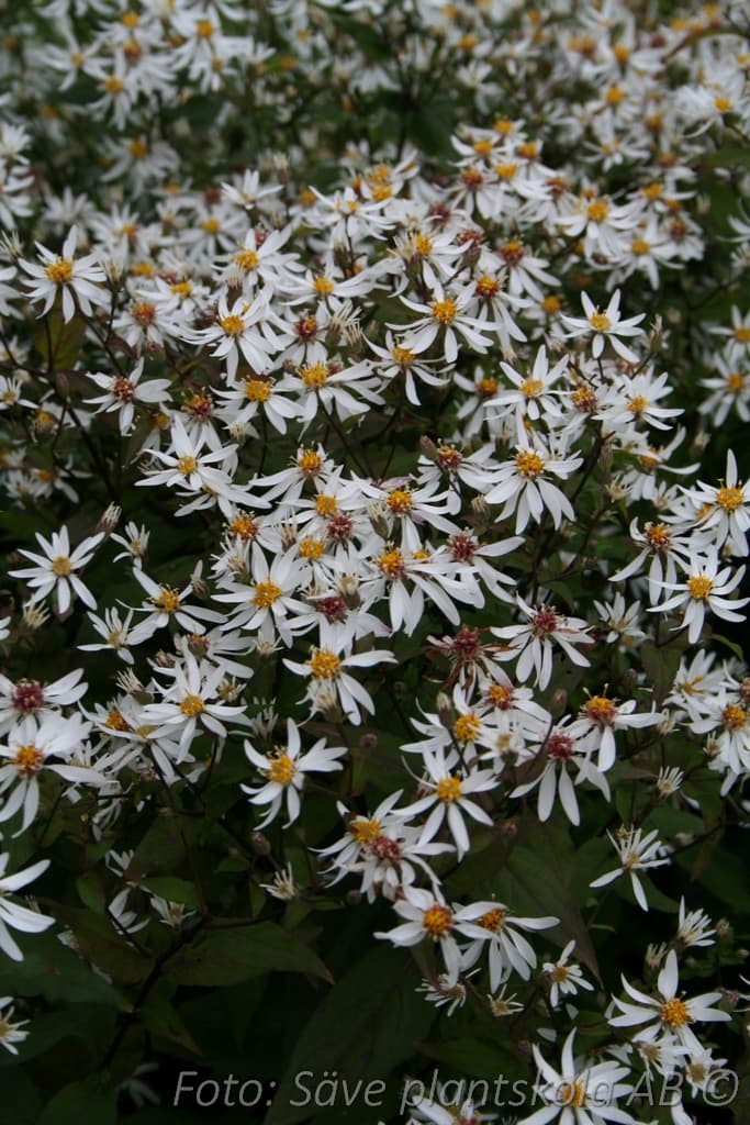 Eurybia divaricata 'Tradescant'