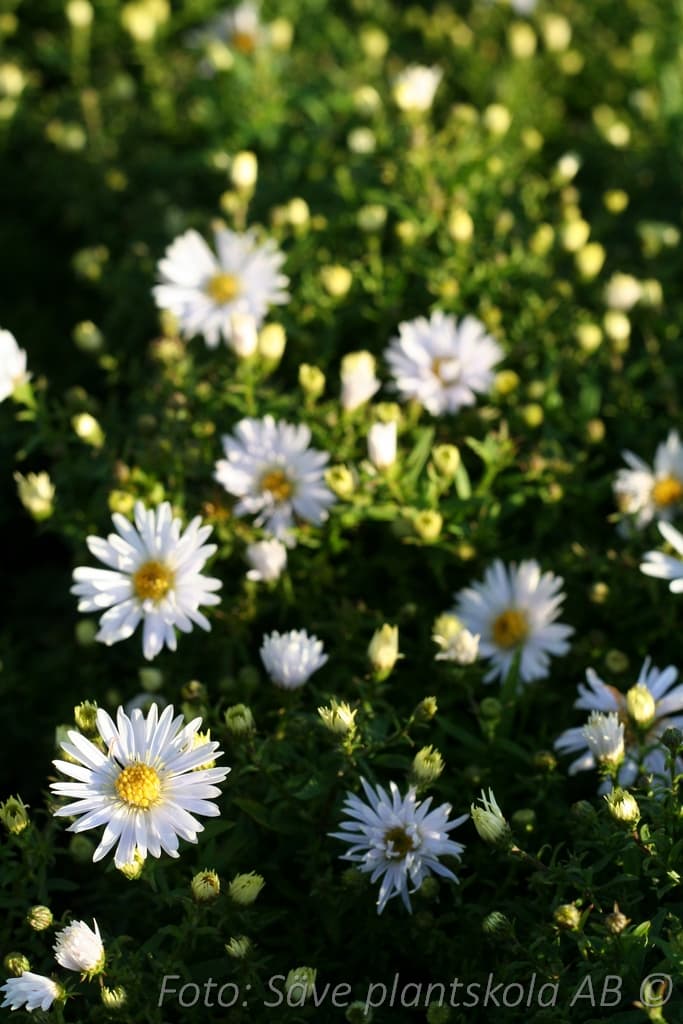 Symphyotrichum dumosum 'Apollo'