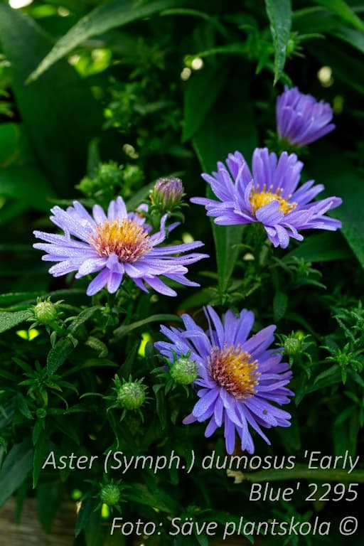Symphyotrichum dumosum 'Early Blue'