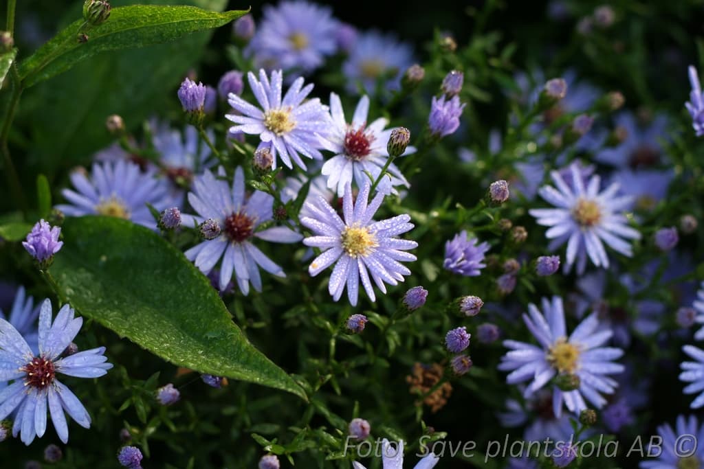 Symphyotrichum 'Little Carlow'