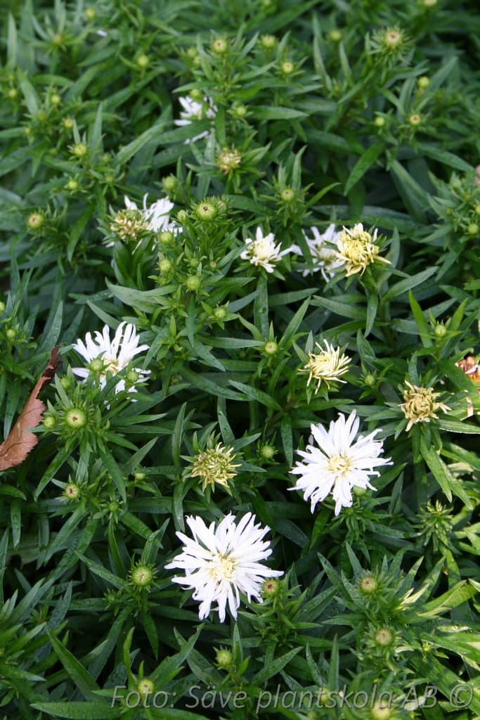 Symphyotrichum dumosum 'Kristina'