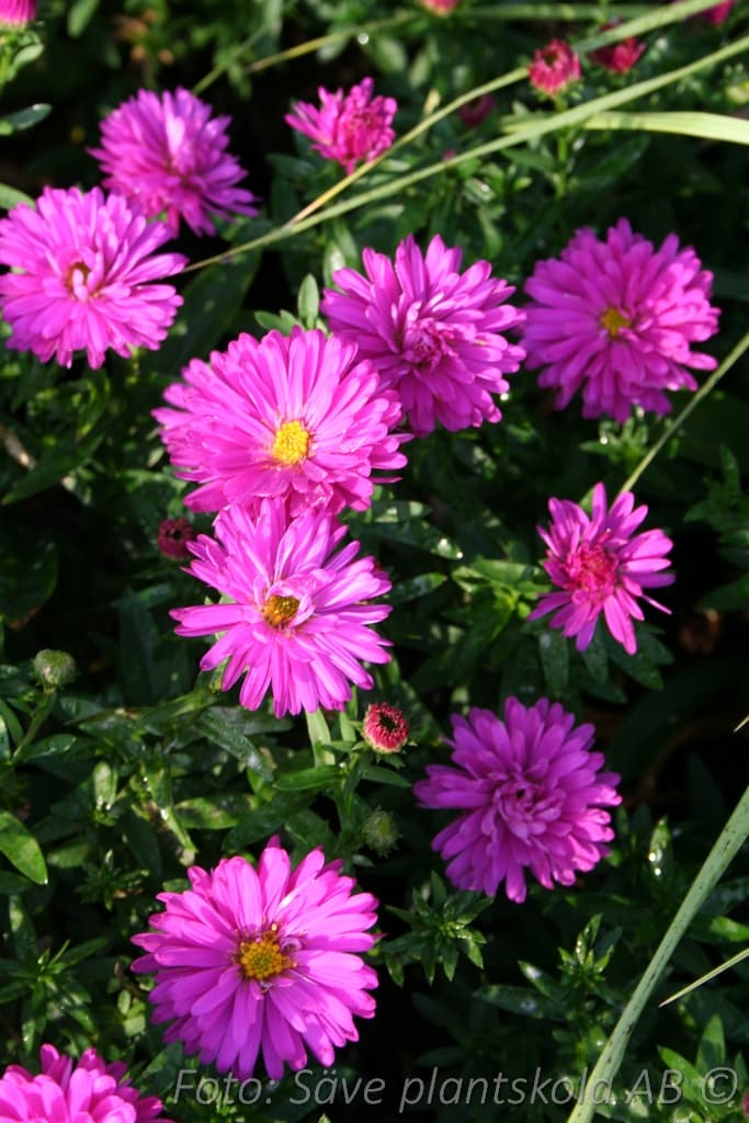 Symphyotrichum dumosum 'Starlight'