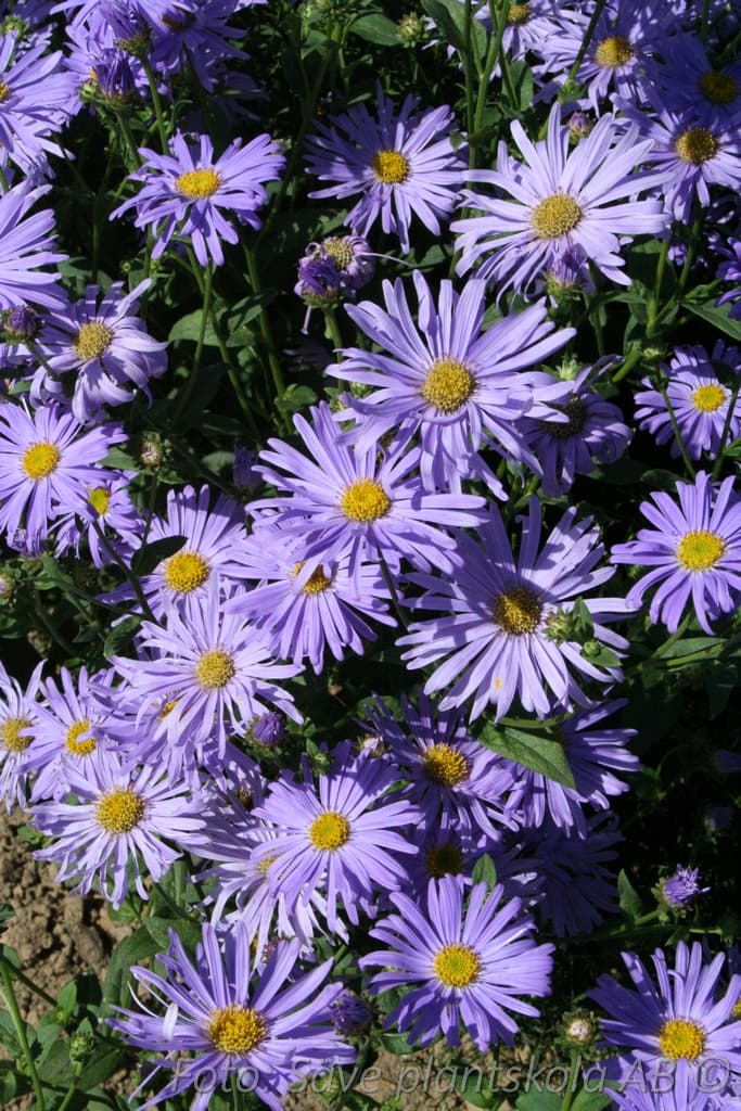 Aster frikartii 'Mönch'