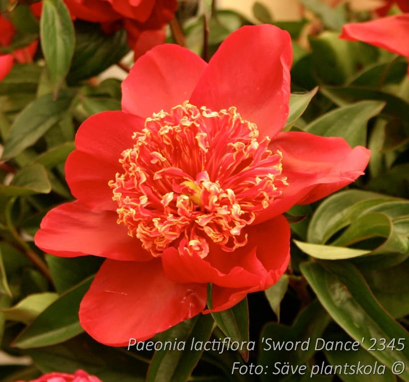 Paeonia lactiflora 'Sword Dance'