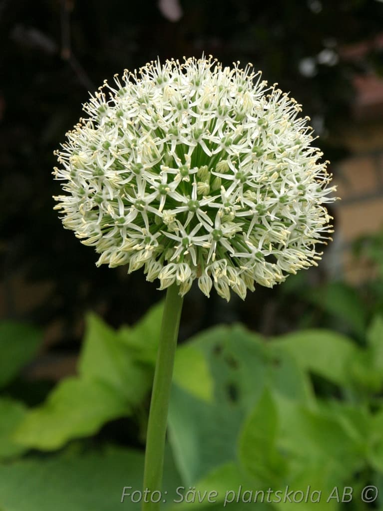 Allium 'Mount Blanc'