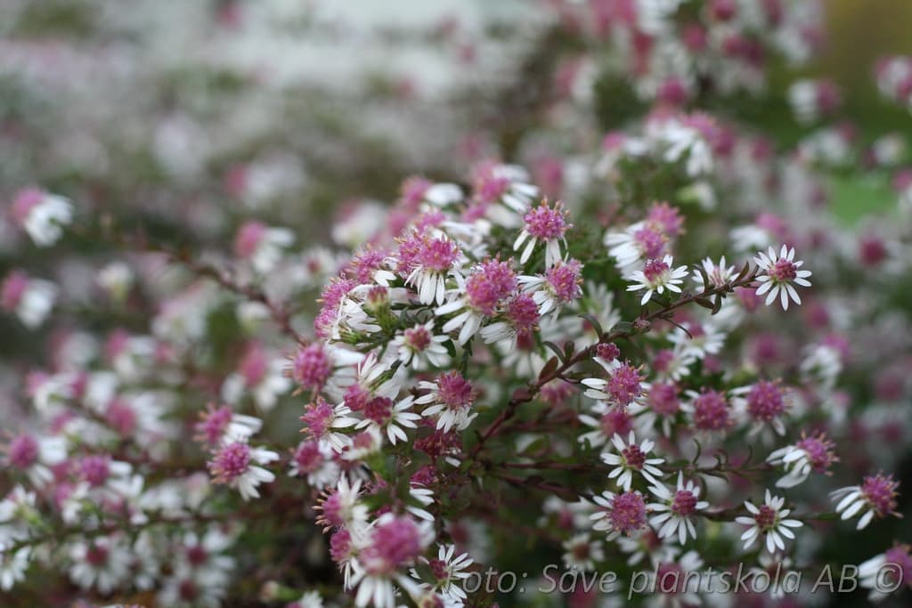 Symphyotrichum lateriflorum 'Horizontale'