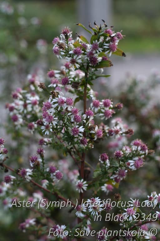 Symphyotrichum lateriflorum 'Lady in Black'