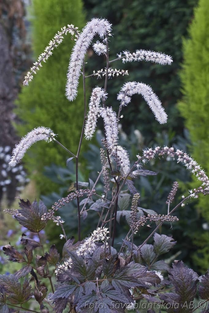 Actaea simplex 'Queen of Sheba' (PBR) 2 L
