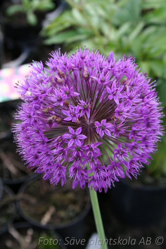 Allium 'Globemaster'