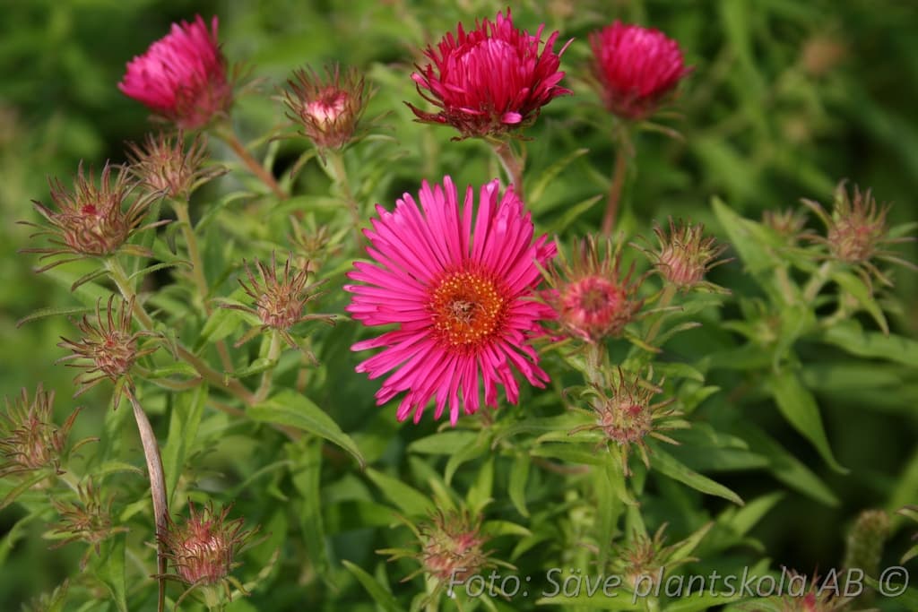 Symphyotrichum novae-angliae 'Alma Pötschke'