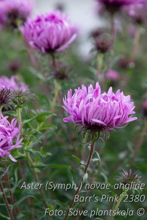 Symphyotrichum novae-angliae 'Barr's Pink'