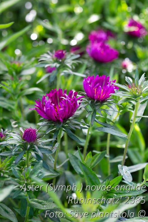 Symphyotrichum novae-angliae 'Rubinschatz'