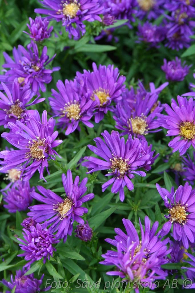 Symphyotrichum novi-belgii 'Marie Ballard'