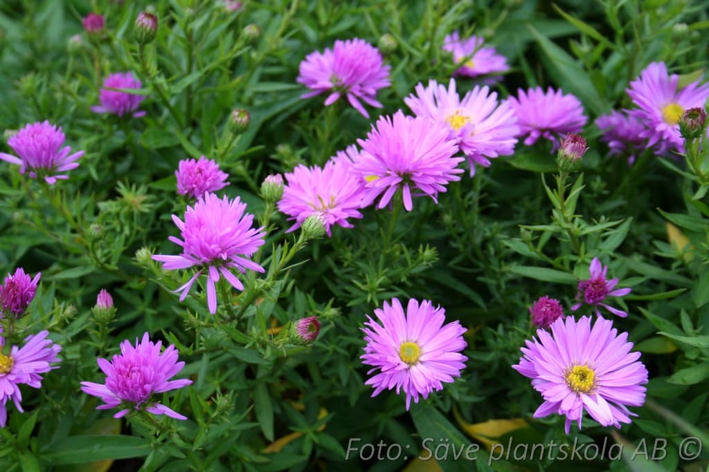 Symphyotrichum novi-belgii 'Rosa Perle'