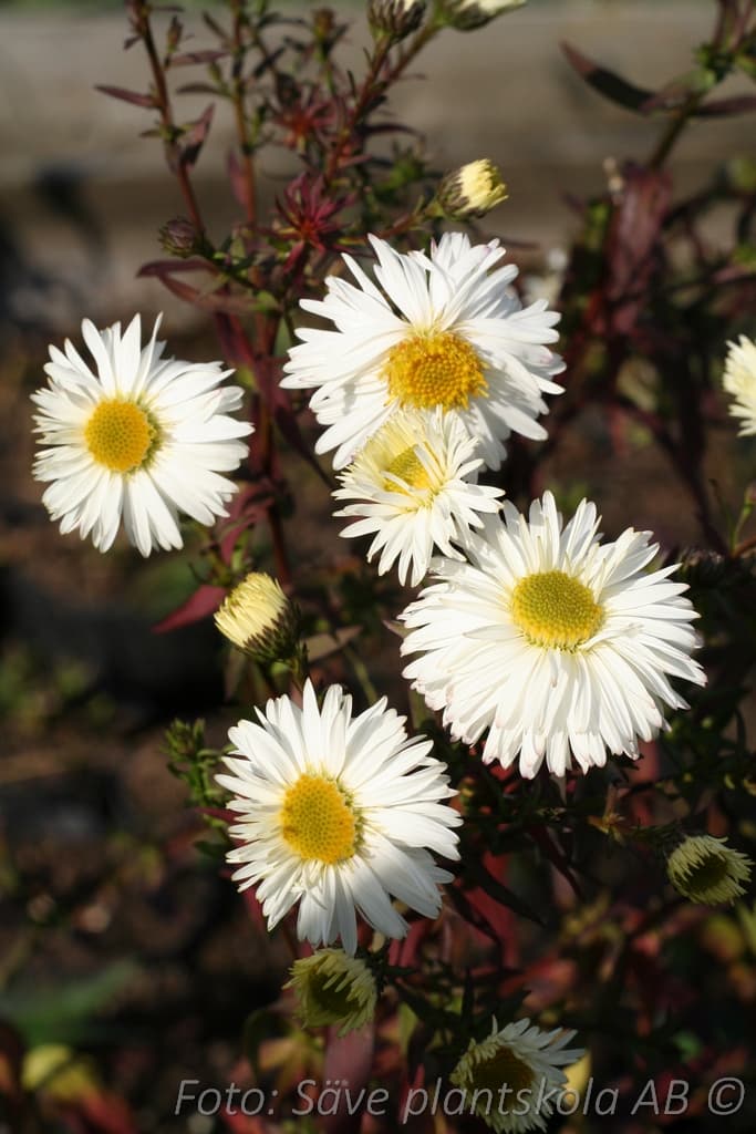 Symphyotrichum novi-belgii 'White Ladies'