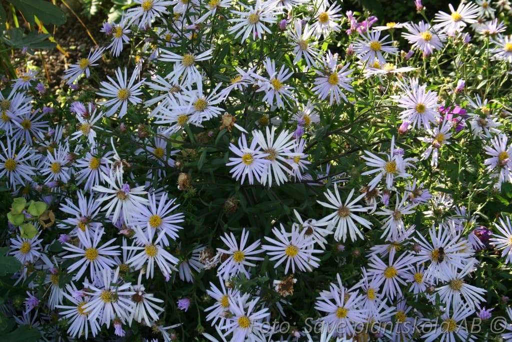 Aster pyrenaeus 'Lutetia'