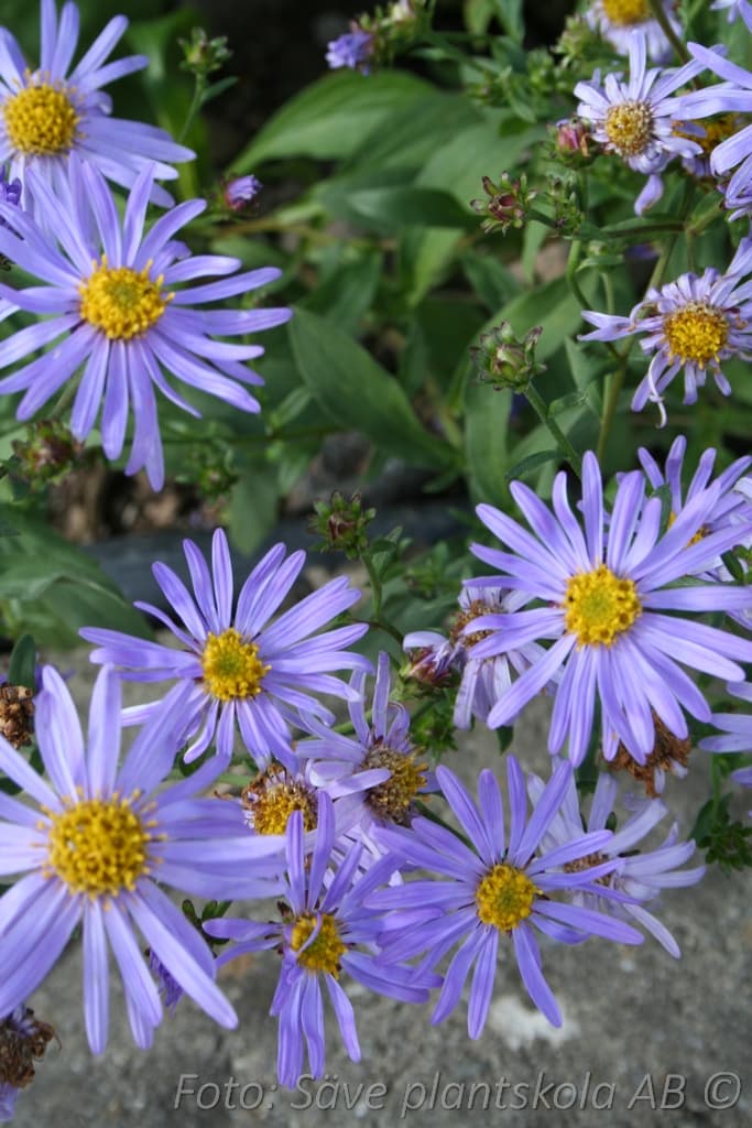 Eurybia herveyi'Twilight'