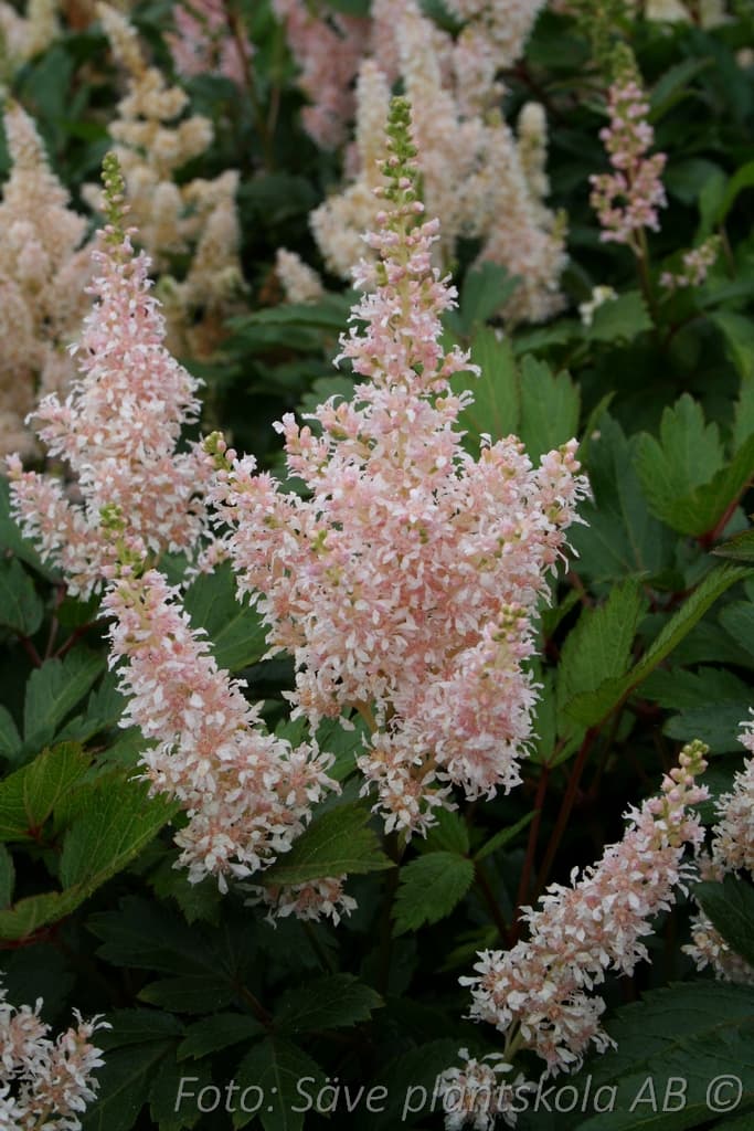 Astilbe 'Younique Salmon' (PBR)