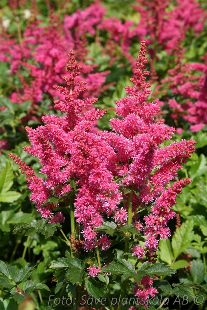 Astilbe  'Younique Carmine' (PBR)