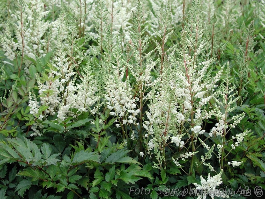 Astilbe arendsii 'Brautschleier'