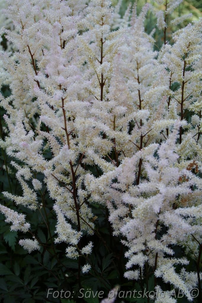 Astilbe arendsii 'Bumalda'