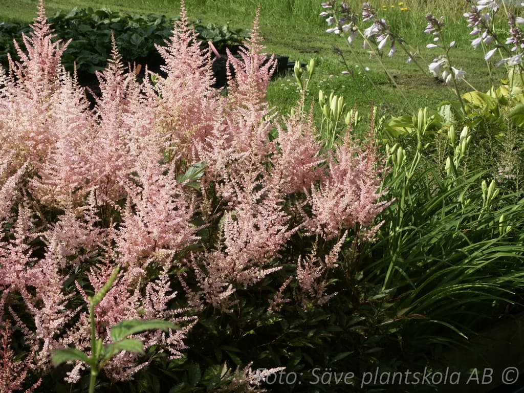 Astilbe arendsii 'Erika'