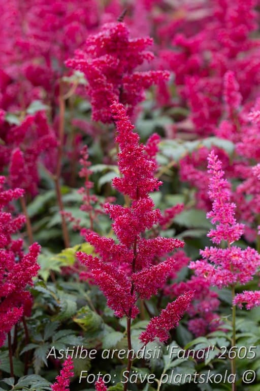 Astilbe arendsii 'Fanal'