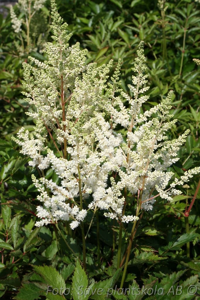 Astilbe arendsii 'Gloria Alba'