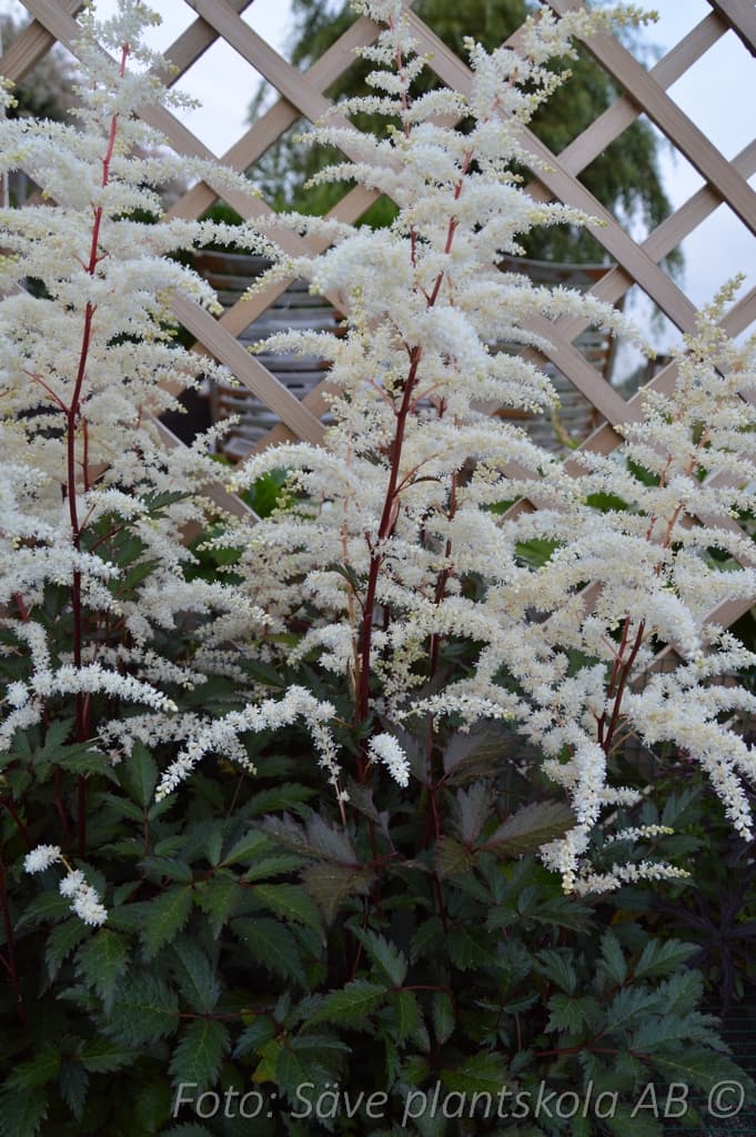 Astilbe arendsii 'Cappuccino' (PBR)