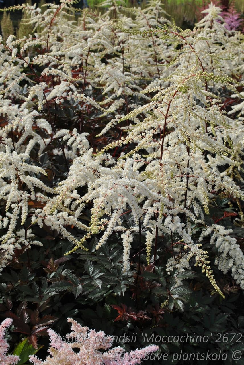 Astilbe arendsii 'Moccachino' (PBR)