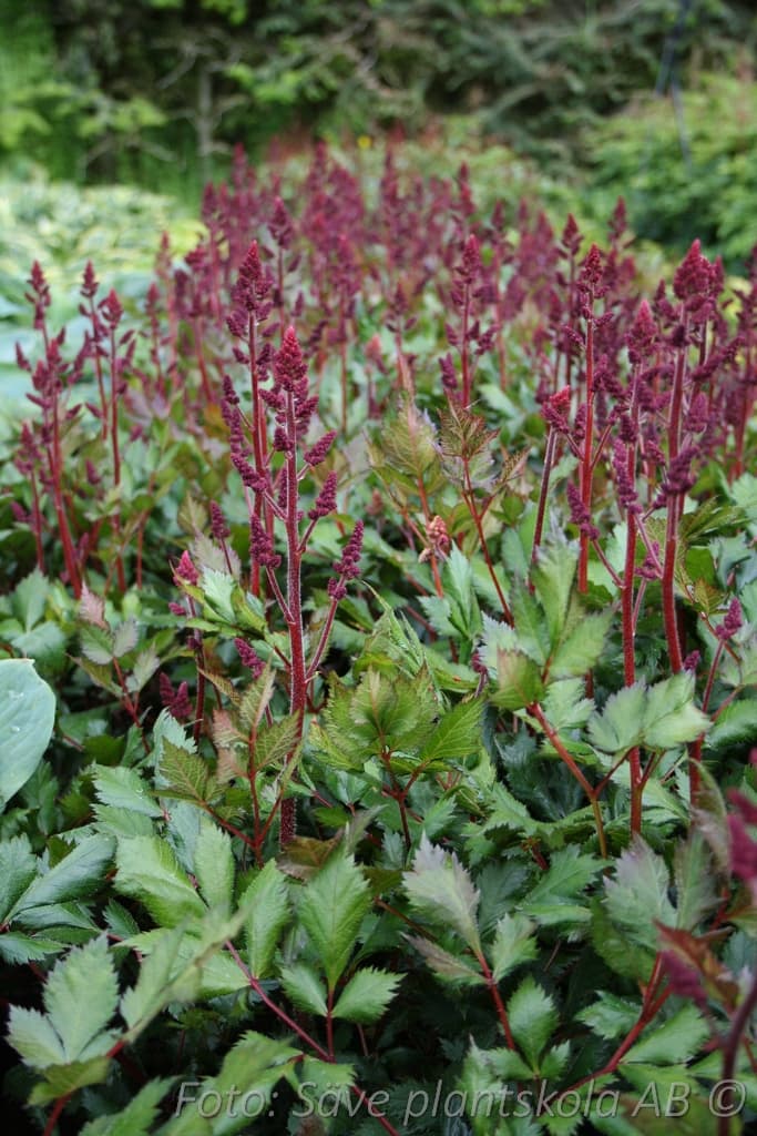 Astilbe chinensis  'Vision in Red' (PBR)