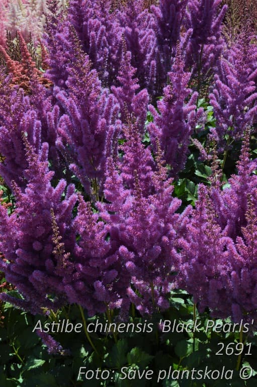 Astilbe chinensis 'Black Pearls'
