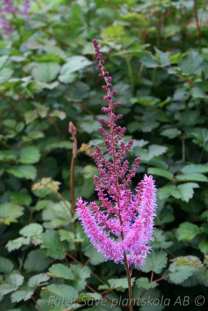 Astilbe chinensis taquetii 'Purpurkerze'