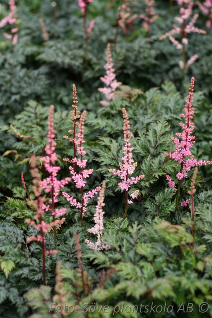 Astilbe crispa 'Perkeo'
