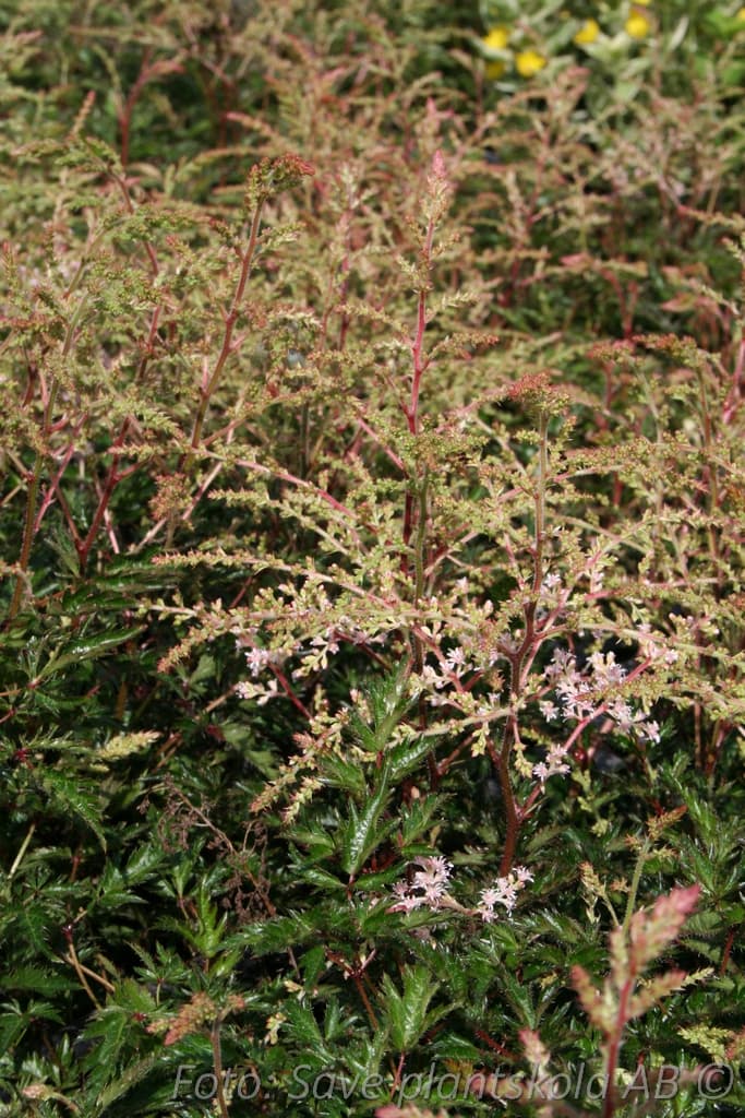 Astilbe simplicifolia 'Sprite'