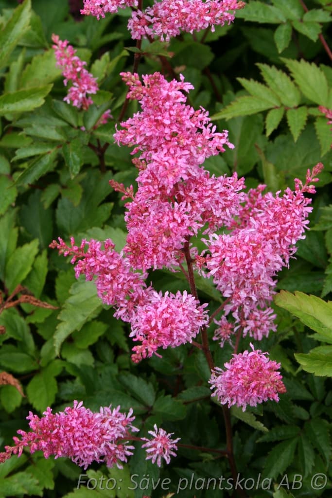 Astilbe arendsii 'Drum and Bass' (PBR)