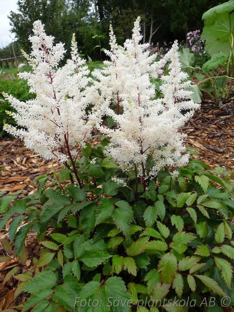 Astilbe arendsii 'Rock and Roll' (PBR)