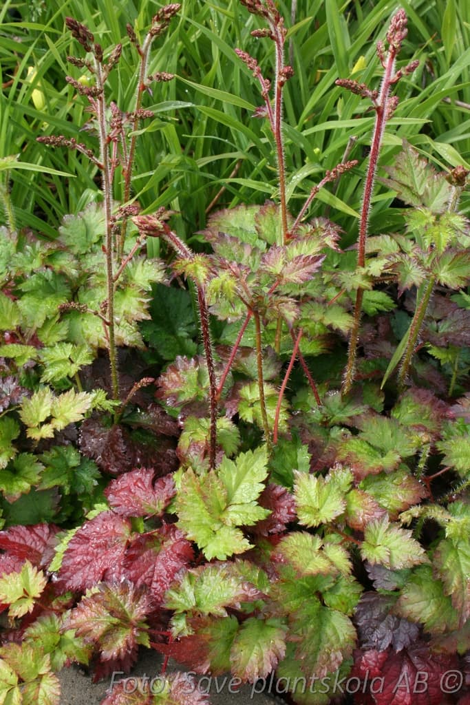 Astilbe chinensis 'Color Flash'