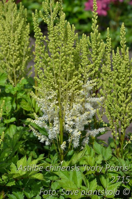 Astilbe chinensis 'Ivory Pearls'