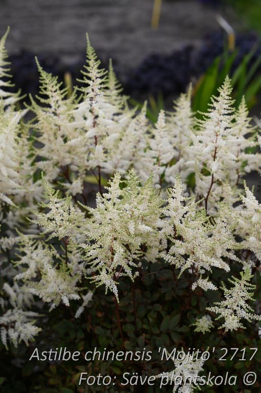 Astilbe chinensis 'Mojito' (PBR)