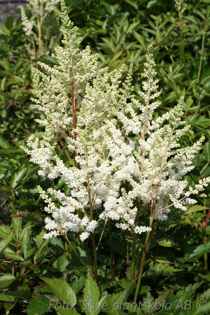 Astilbe japonica  'Deutschland'