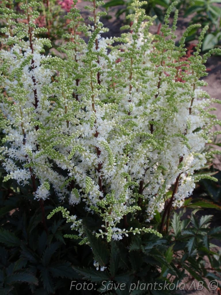 Astilbe arendsii 'Whiteberry'