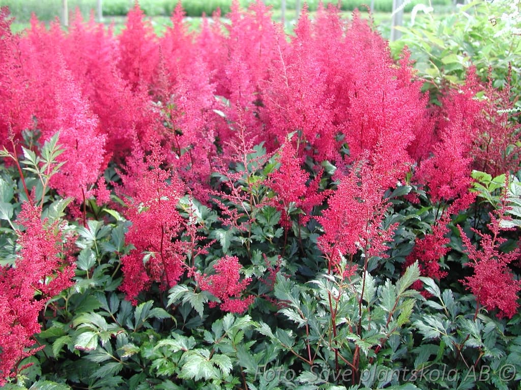 Astilbe japonica 'Red Sentinel'