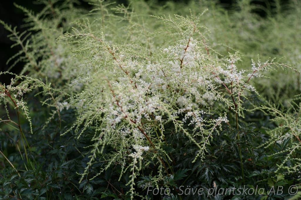 Astilbe simplicifolia 'White Sensation' (PBR)