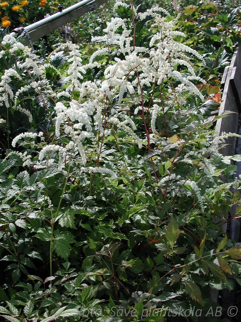 Astilbe thunbergii 'Professor van der Wielen'