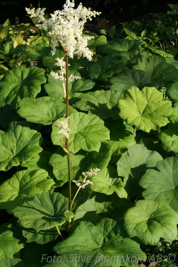 Astilboides tabularis