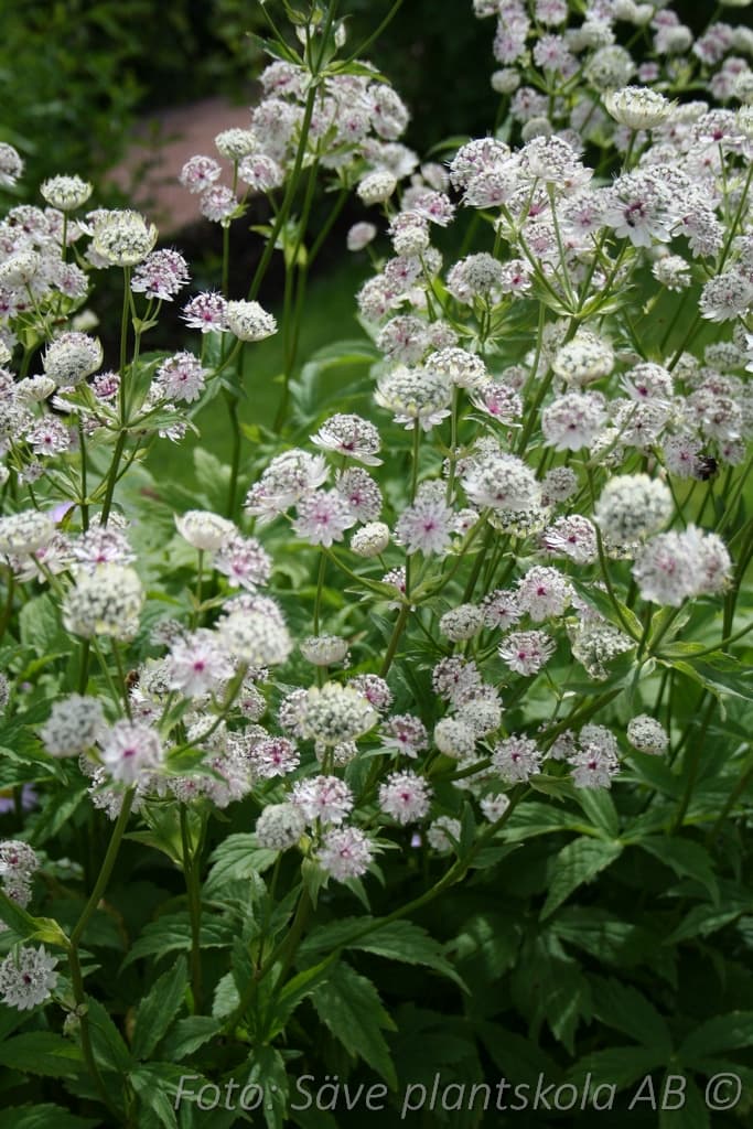 Astrantia major
